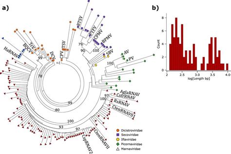 Phylogenetic Analysis And Size Distribution Of Diatom Virus Like