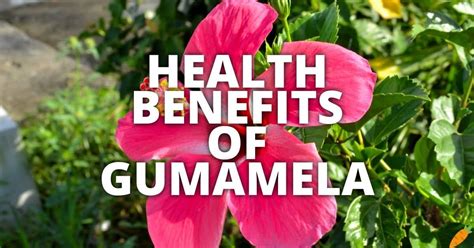 Potential Health Benefits of Gumamela