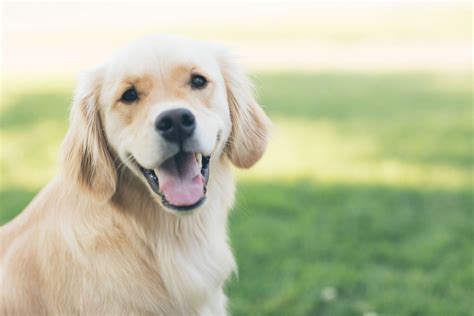 Vacuna Polivalente Para Perros Qu Es Naku