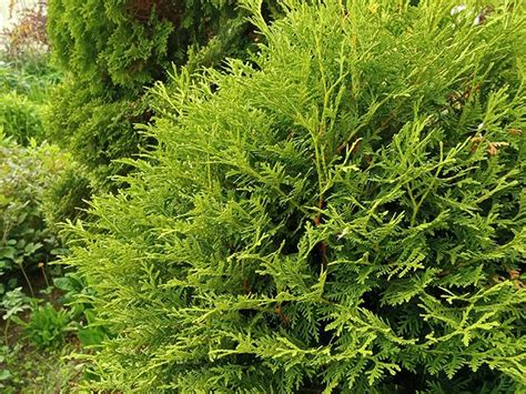 Купить декоративные кустарники недорого ⋆ питомник blumgarden.ru