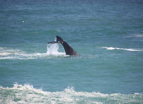 Hermanus Whale Watching Southern Right Whales Photos Percy Tours