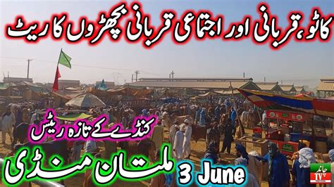 Multan Cow Mandi Katto Qurbani Fresh Latest Update Today