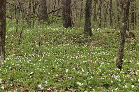 Warren County Conservation Board | Woodland Mounds