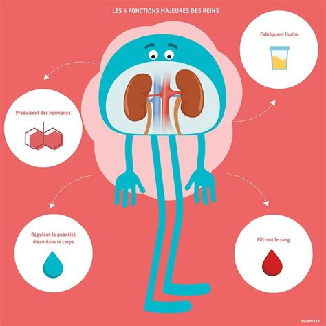 Les 4 Fonctions Des Reins Masantére
