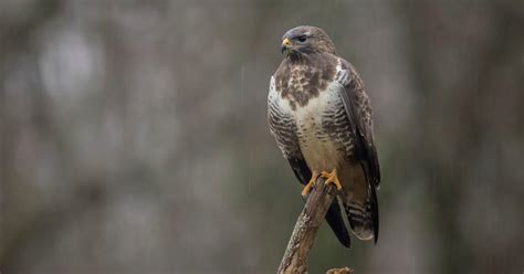 Buzzard Nesting: A Complete Guide | Bird Fact