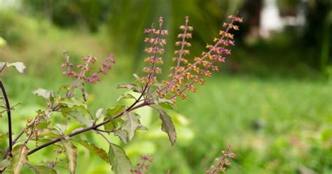 Herb Spotlight Tulsi Holy Basil Auromere