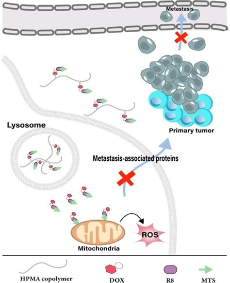 mitochondria targeted cancer therapy based  functional peptides