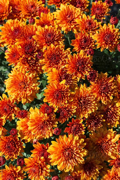 "Orange Chrysanthemum Flowers" by Stocksy Contributor "Kristin Duvall ...