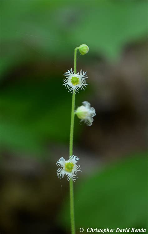 Mitella diphylla | Illinois Botanizer