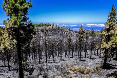 FOTOS INCENDIO GRAN CANARIA De Turismo En La Zona Cero Del Incendio