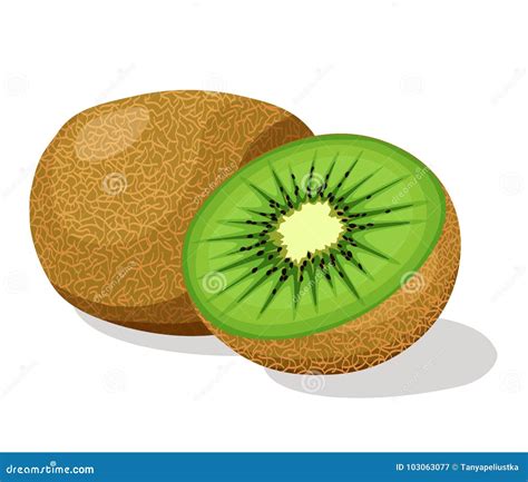 Kiwi fruit stock vector. Illustration of chopped, slice - 103063077