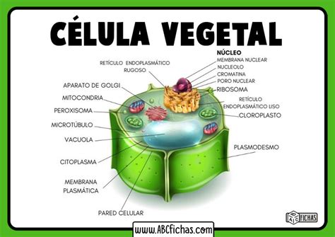 Mapa Mental Celula Vegetal ROAREDU