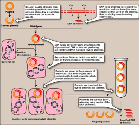 Gene Cloning Steps And Applications