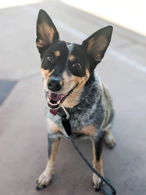 Kelpie Cattle Dog Mix