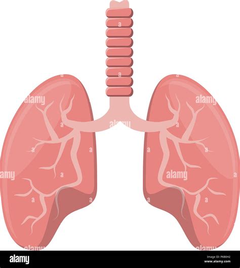 Human Lungs Icon Over White Background Vector Illustration Stock