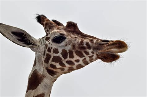 Premium Photo Close Up Of Giraffe Against White Background