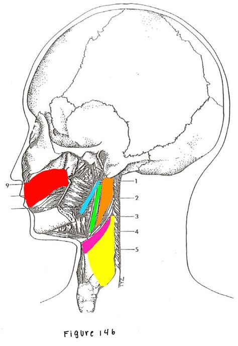 Articulation Figure 14 Diagram | Quizlet