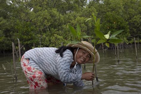 Restoring Vital Mangrove Forests In Cambodia Actionaid International