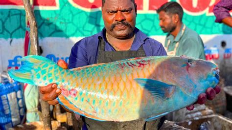 Kasimedu Speed Selvam Rare Parrot Fish Cutting In Kasimedu Hd