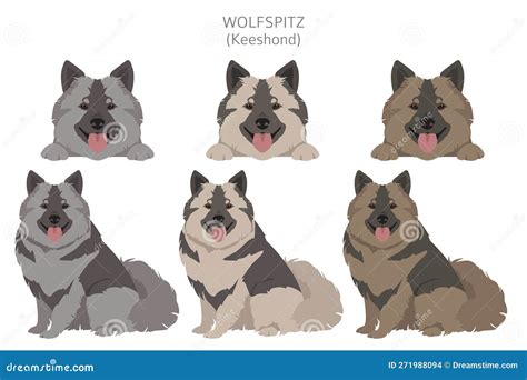 Clipart German Spitz Wolfspitz Conjunto De Colores De Poses Diferentes