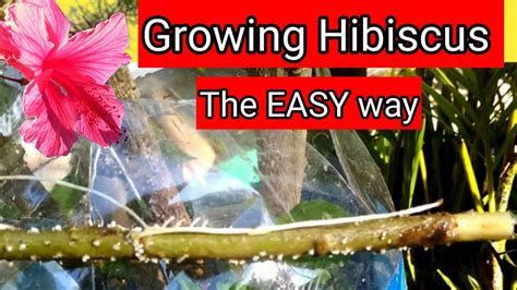 EASY WAY TO PROPAGATE HIBISCUS FROM CUTTINGS WITH FANTASTIC RESULT