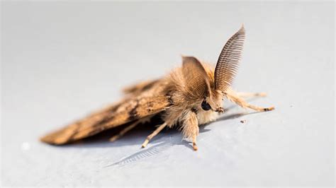 580+ Flour Moths Stock Photos, Pictures & Royalty-Free Images - iStock