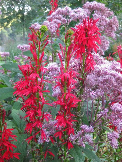 Rotary Botanical Gardens - Hort Blog: Classic Cardinal Flower