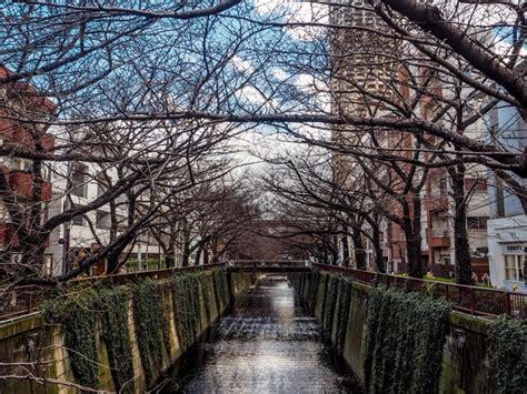 Nackte B Ume In Der Stadt Gegen Den Himmel Premium Foto