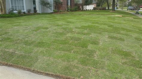 Palisades Zoysia Grass Sod Installation Baton Rouge Landscaping