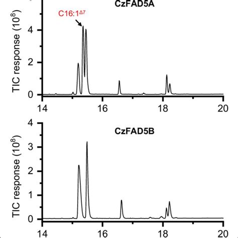 Gcms Chromatography Of Fatty Acids From S Elongatus Expressing The