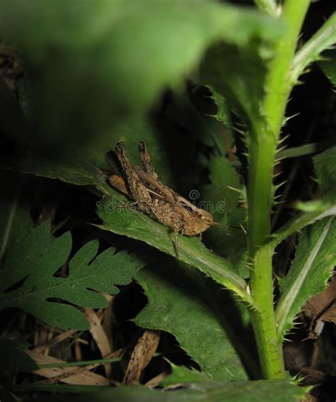 Grasshopper in a Native Habitat Stock Photo - Image of compound, animal: 156418918