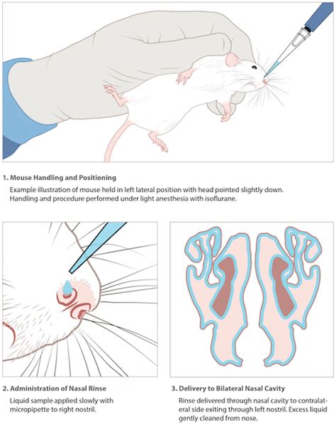 Handling Of Mice And Method Of Intranasal Administration Download Scientific Diagram