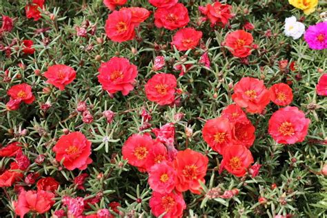 100 Mixed Colors Portulaca Moss Rose Flower Seeds