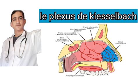 le plexus de kiesselbach - YouTube