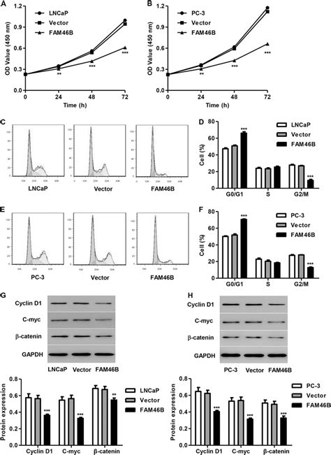 FAM46B Overexpression Inhibited Cell Proliferation And Cell Cycle