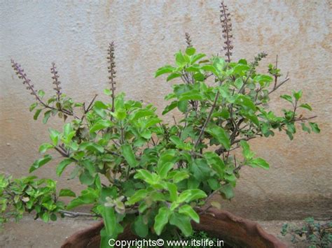 Home without Tulsi plant is incomplete
