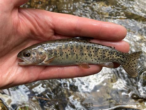 Native Trout Fly Fishing Bonneville Cutthroat Trout