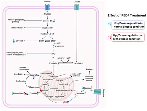 Schematic Illustration Of The Metabolic Reprogramming In Tnbc Cells