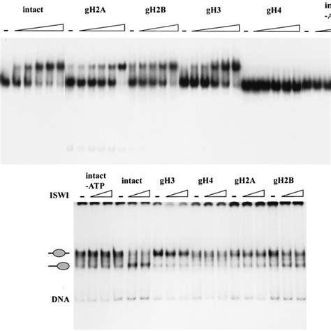 Recombinant ISWI Binds To Nucleosomes ISWI 5 To 75 Fmol Was