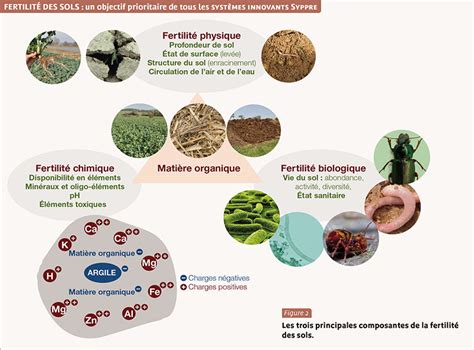 Qu Est Ce Qui Rend Un Sol Plus Fertile Perspectives Agricoles