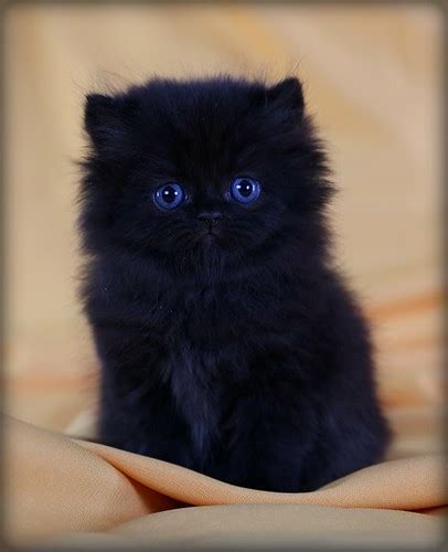 Teacup Persian Cats Full Grown