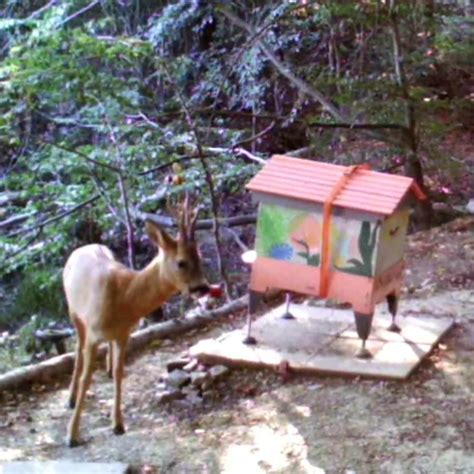 trail cam - last part - deer : r/Beekeeping