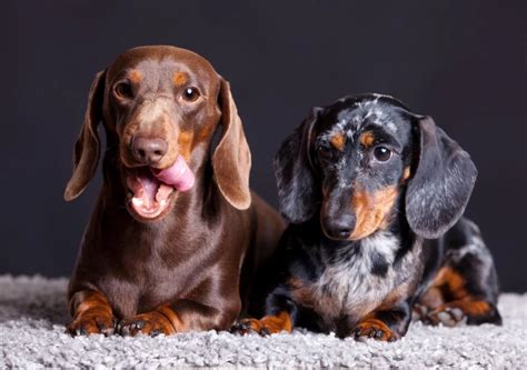 Dachshund Coat Colors & Patterns (Chart + Photos + Rare Colors Guide)