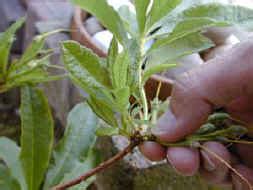 Pruning Azaleas & Rhododendrons - When & How To Prune & Dead Head - GardenSeeker.com