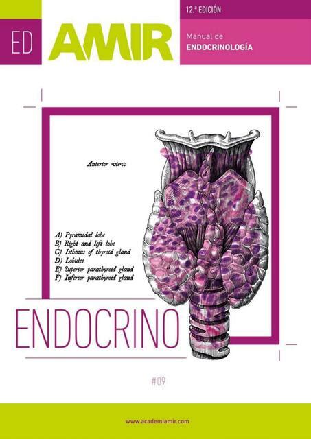 Endocrinolog A Udocz