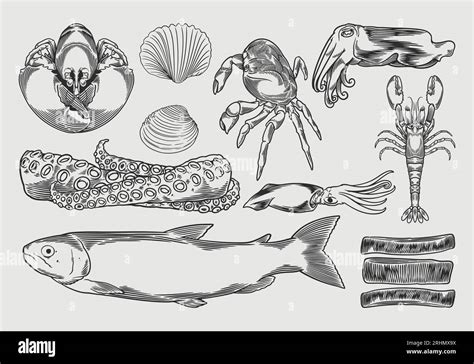 Seafood Drawing Set Vector Illustration Hand Drawn Sketch Vintage Of