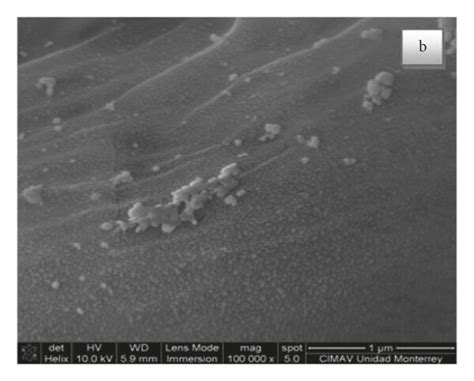 Scanning electron microscopy (SEM) image of (a) cotton and (b ...