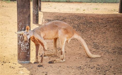 Red Kangaroo - Philips Animal Garden