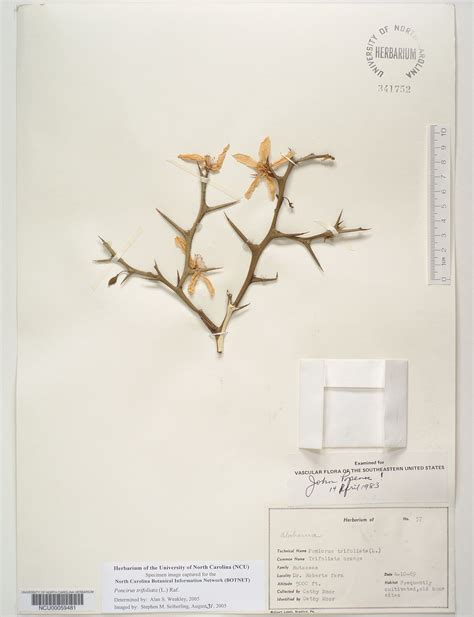 Plant Information Center - Poncirus trifoliata