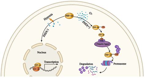 Ijms Free Full Text From Aki To Ckd Maladaptive Repair And The